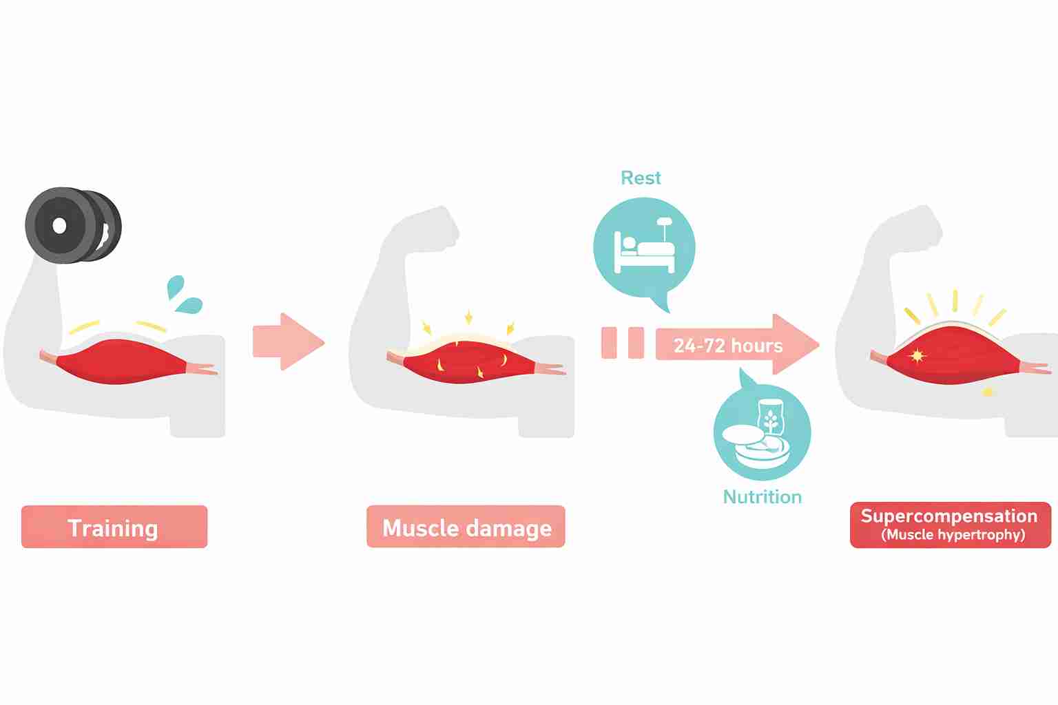 training-guidelines-for-muscle-growth